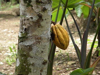 Close-up of fruits growing on tree trunk