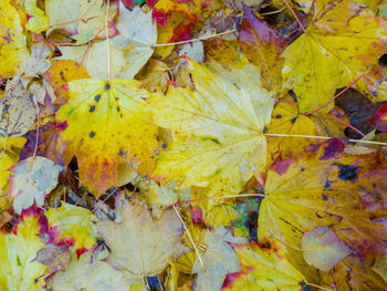 Full frame shot of yellow autumn leaves