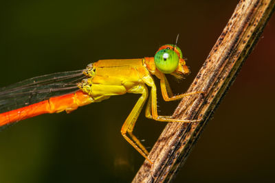 Close-up of insect