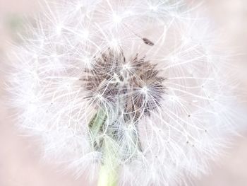 Close-up of dandelion