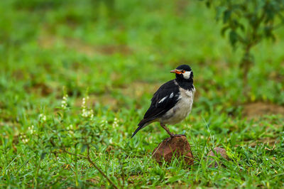 Close-up of bird perching on a field