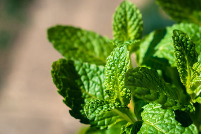 Close-up of plant