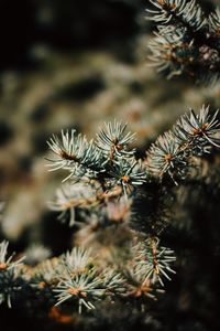 Close-up of pine tree