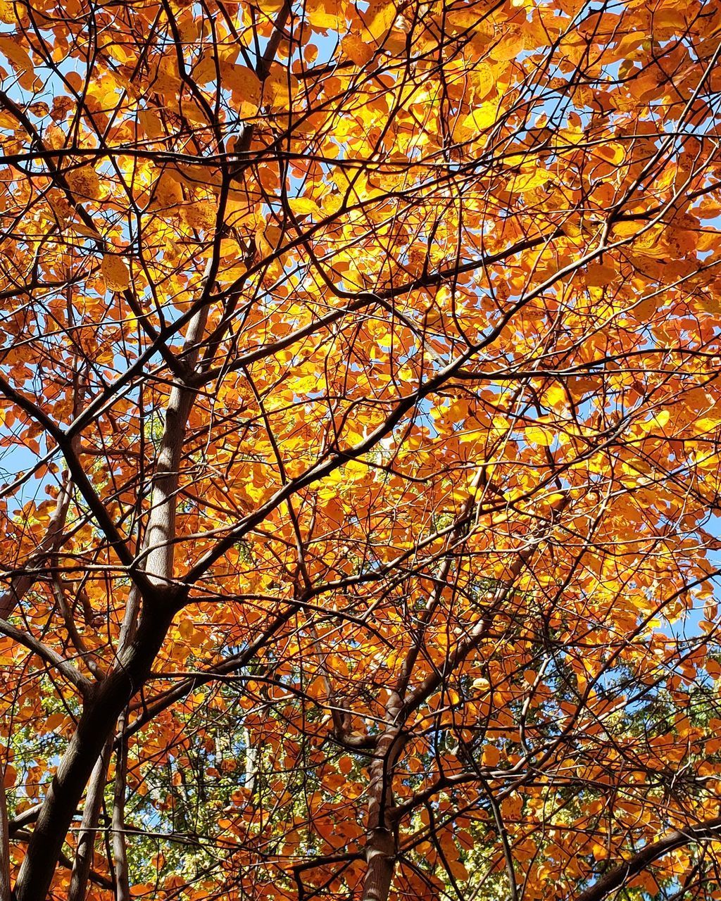 LOW ANGLE VIEW OF AUTUMNAL TREES AGAINST SKY