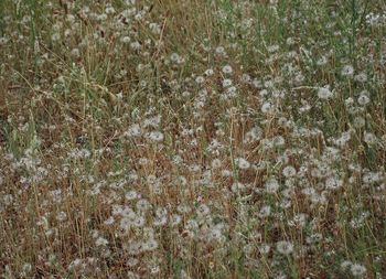 Full frame shot of plants growing on field