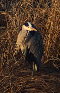 View of bird perching on grass