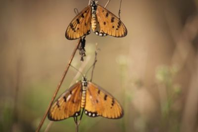 Close-up of butterfly