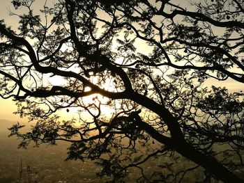 Low angle view of silhouette tree against sky