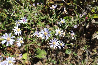 Close-up of white flowers blooming outdoors