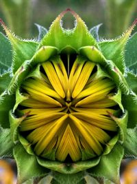 Macro shot of yellow flower