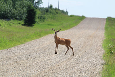 A foung buck stands in the middle of a gravel road.