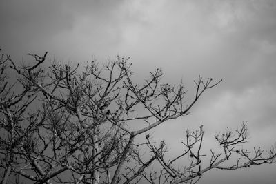 Low angle view of bare tree against sky