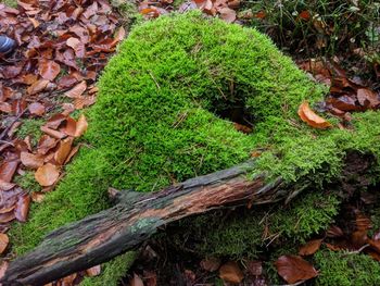 High angle view of mushroom growing on field
