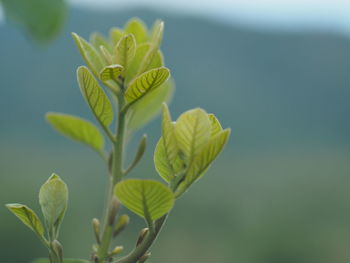 Close-up of green plant
