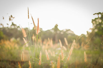 Close-up of stalks in field against clear sky