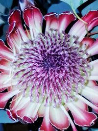 Close-up of pink flower blooming outdoors