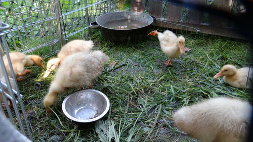 View of ducks on grass