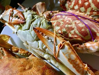 Close-up of crab on food