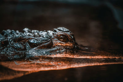 Close-up of crocodile in river dark erie 