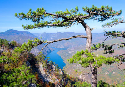 Scenic view of tree by mountain against sky