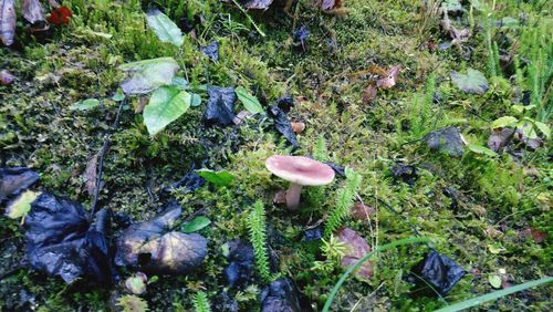 High angle view of small mushroom growing on field