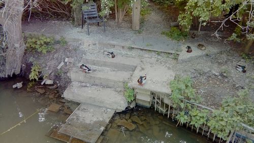 High angle view of river amidst trees