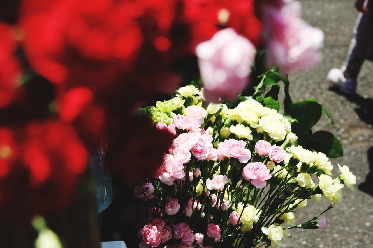 flower, freshness, petal, fragility, pink color, growth, flower head, beauty in nature, blooming, plant, nature, focus on foreground, in bloom, close-up, high angle view, blossom, outdoors, bunch of flowers, park - man made space, day