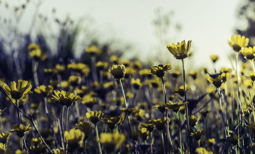 Close-up of yellow flowers blooming in field