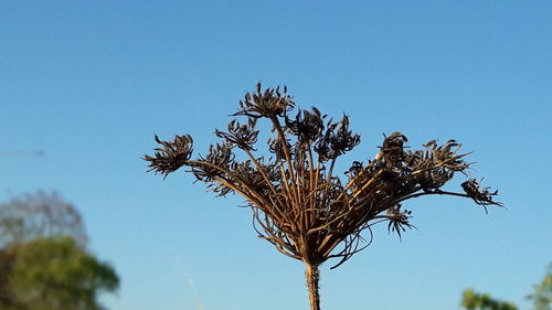 Low angle view of plant against clear blue sky