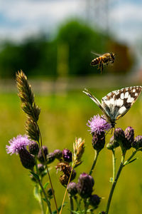 Close-up of butterfly pollinating on purple flower