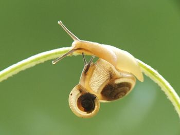 Close-up of snail on leaf