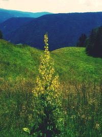 Yellow flowering plants on field