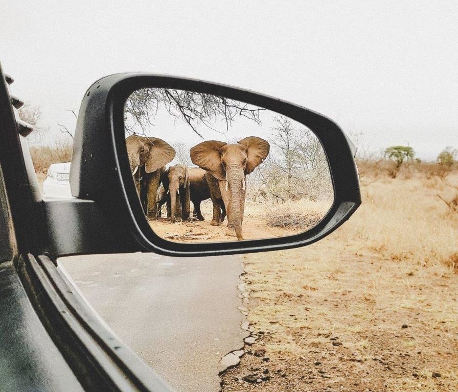 mammal, animal, animal themes, domestic animals, pets, domestic, vertebrate, group of animals, reflection, transportation, land vehicle, glass - material, nature, day, mode of transportation, window, no people, road, transparent, herbivorous