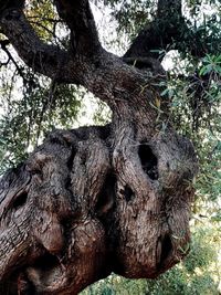 Close-up of tree trunk in forest