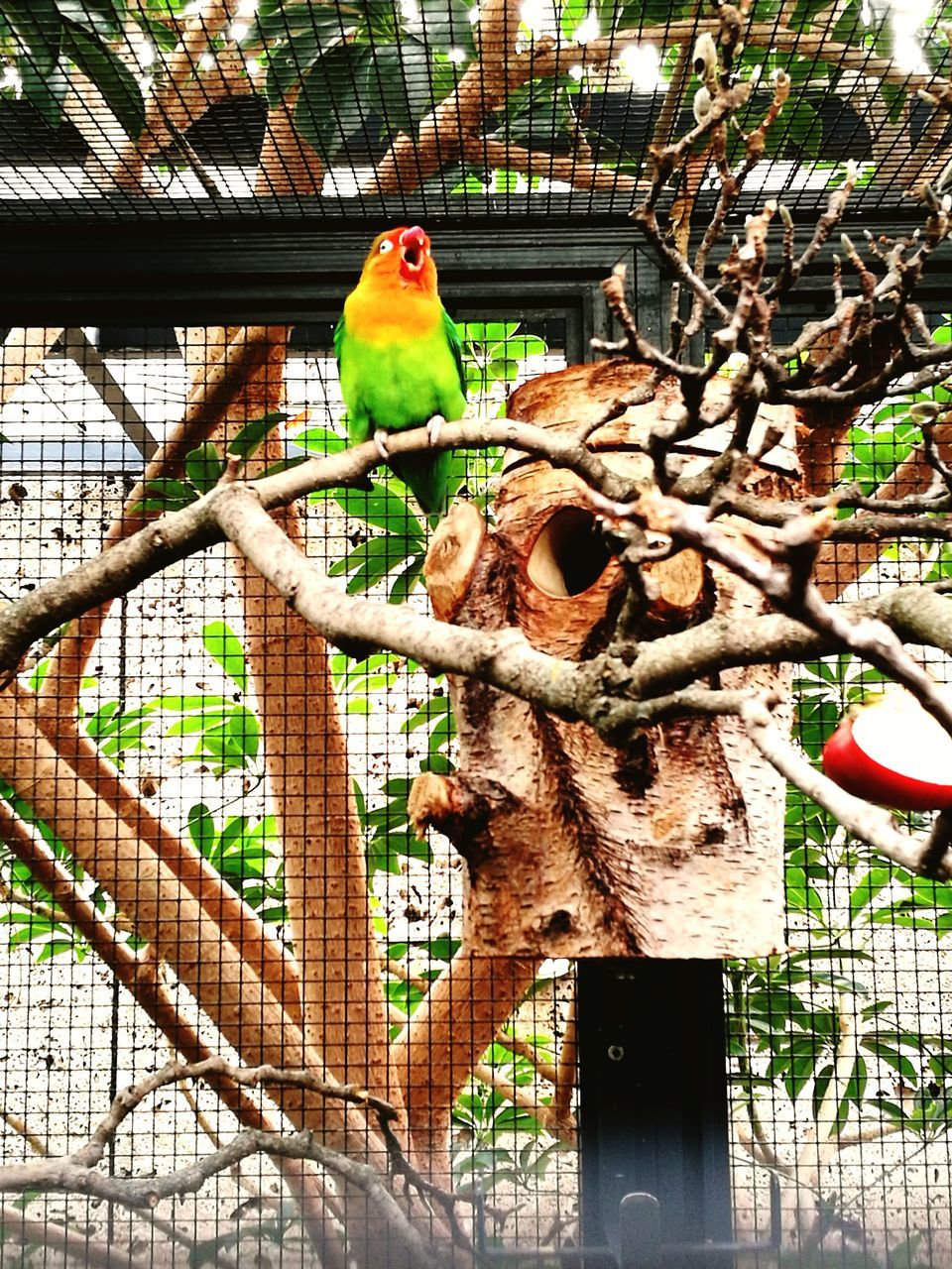 bird, animal themes, parrot, perching, cage, tree, no people, branch, pets, nature, full length, birdcage, multi colored, one animal, animals in the wild, day, outdoors, beauty in nature, budgerigar, domestic animals, close-up