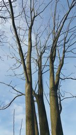 Low angle view of bare trees against sky