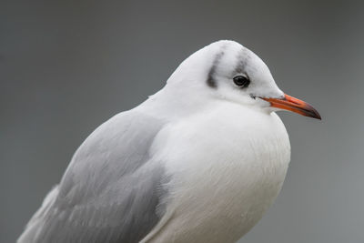 Close-up of seagull against gray background