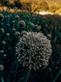 Close-up of white flowering plant on field