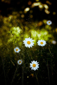 Close-up of white daisy flowers