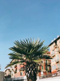 Low angle view of palm tree against blue sky