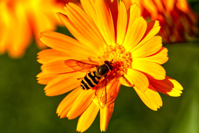 Close-up of insect on yellow flower