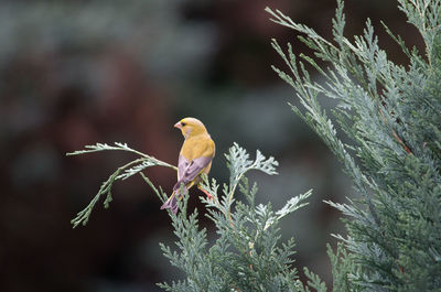 Close-up of bird on plants