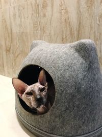 Close-up portrait of a cat sitting on floor