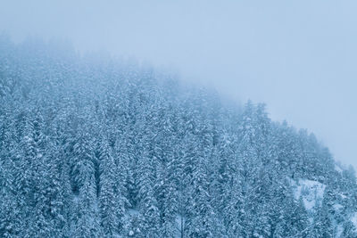 Pine trees in forest during winter