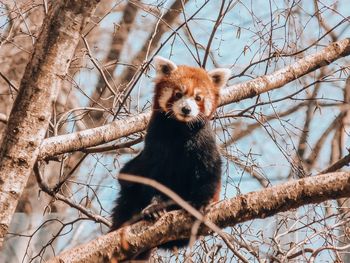 Low angle view of a squirrel on tree