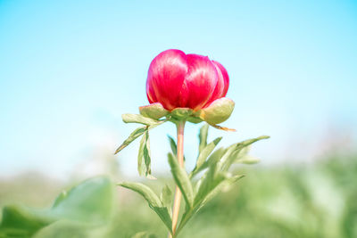 Close-up of pink flowering plant