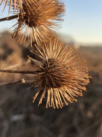 Close-up of dried plant