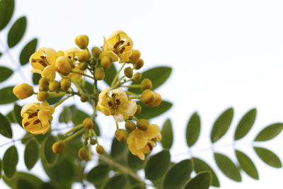 Close-up low angle view of yellow flowering plant against sky