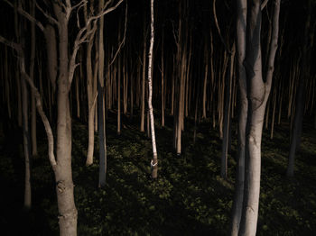 View of bamboo trees in forest