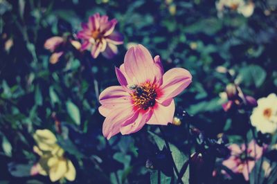 Close-up of pink flower